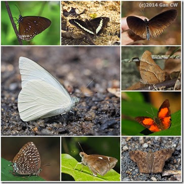 butterfly3 butterfly3