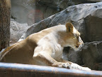 A lion at the MGM Grand.