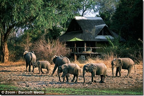 elefantes de zambia (7)