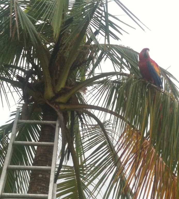 [parrot4.jpg]