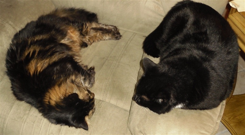 [Chloe%2520and%2520Oreo%25201%255B4%255D.jpg]
