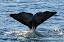 Sperm whale