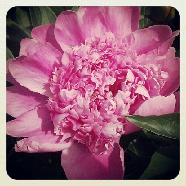 [firstpeony5.jpg]