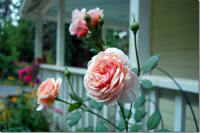 DSC_0002 DSC_0002