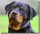rottweiler rottweiler