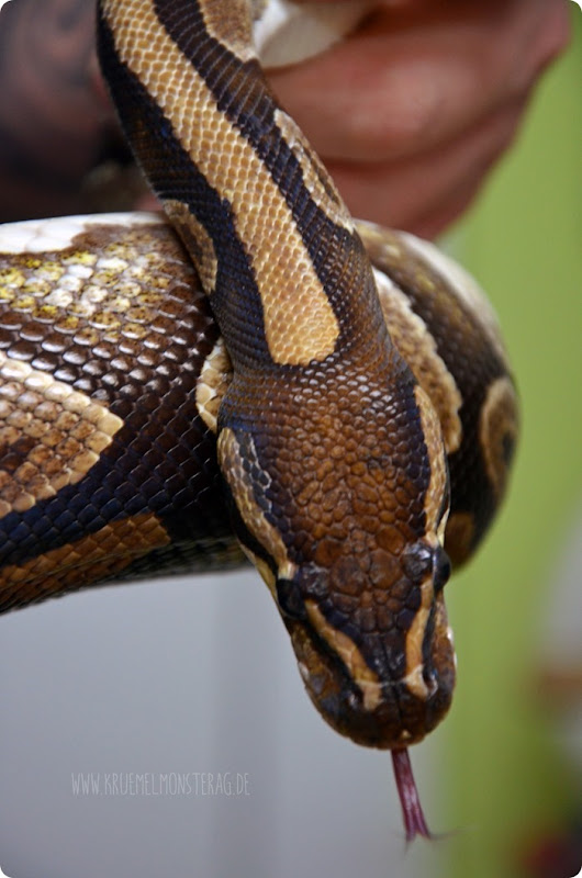 Python (18) von PB Snakes 311214