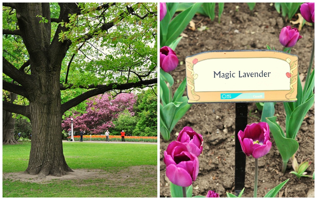 [Tulip-Fest4.jpg]