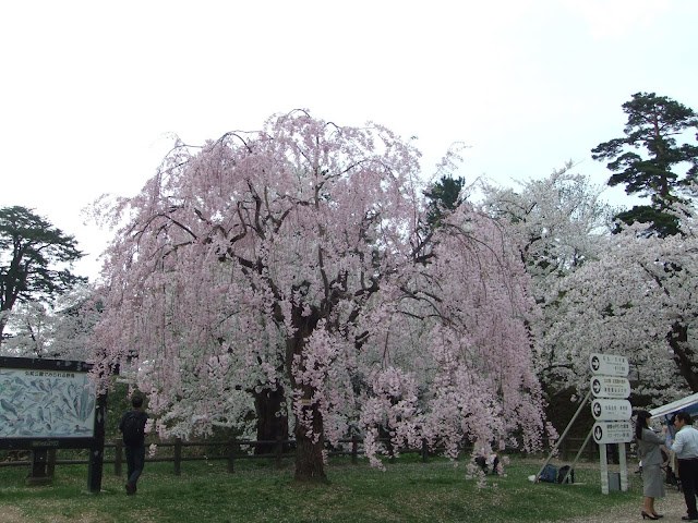 ここもしだれ桜が綺麗
