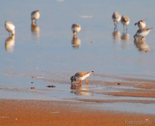 Piping plover and sanderlings Reid State park 4-11-14-kab