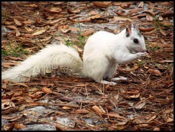 Morning squirrels 032