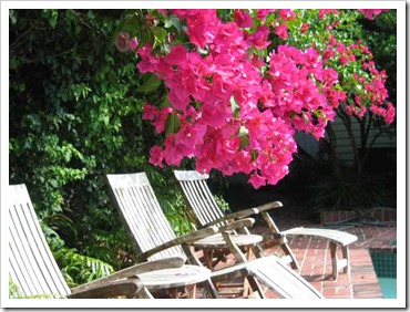 bougainvillea-october