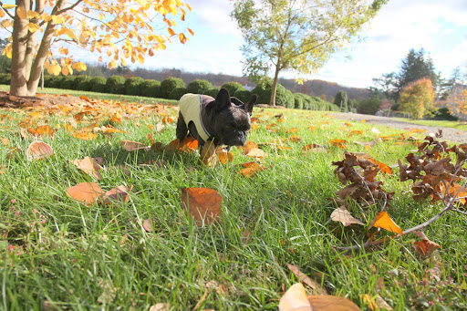 Sharkey, look at all these leaves that have fallen!