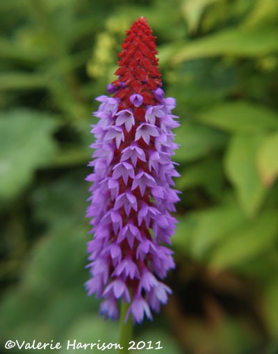 [36%2520primula-vialii%255B2%255D.jpg]