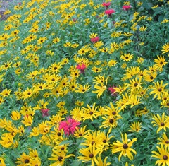 July 2013 flowers in the backyardbee balm and daisies7