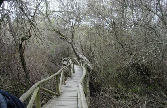 Coto Doñana: Declarado Patrimonio de la Humanidad por la UNESCO