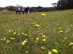 Dec 2 - Walking in a field of flowers