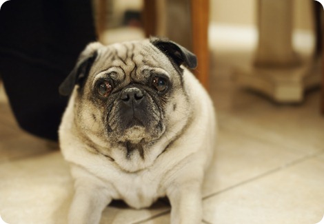 GriffyGriff2 GriffyGriff2