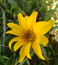 Wyethiaangustifoliahna20120420_14