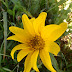Wyethiaangustifoliahna20120420_14