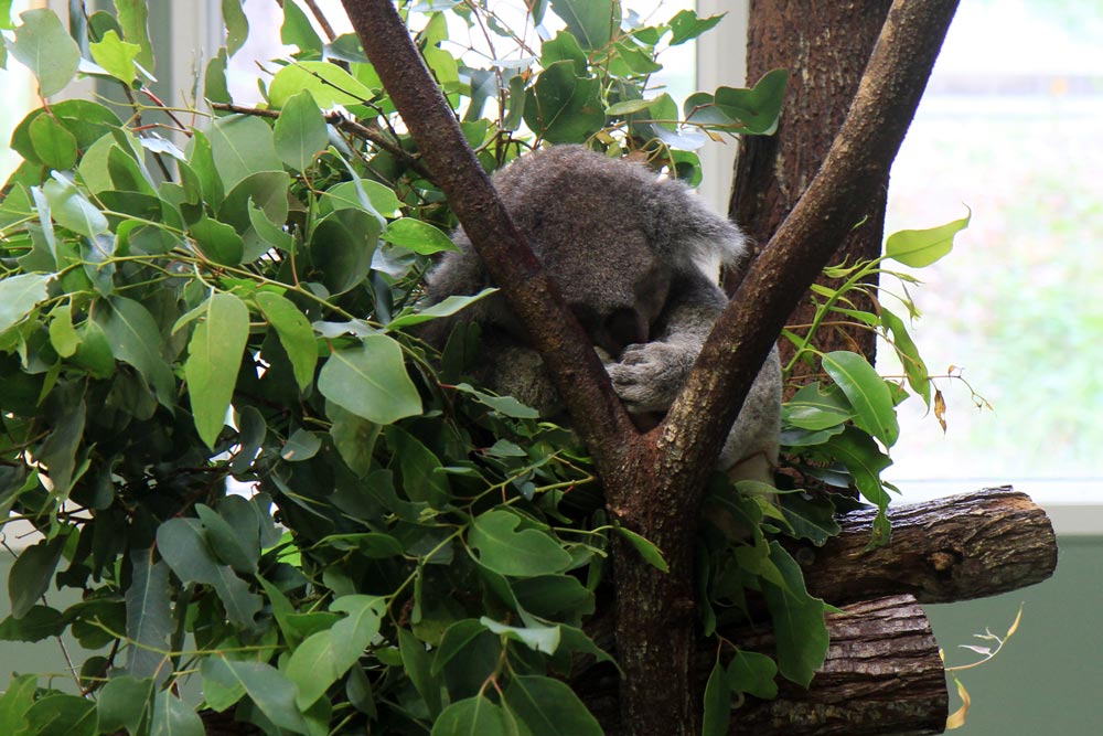 Another koala