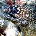 Stout Moray Eel