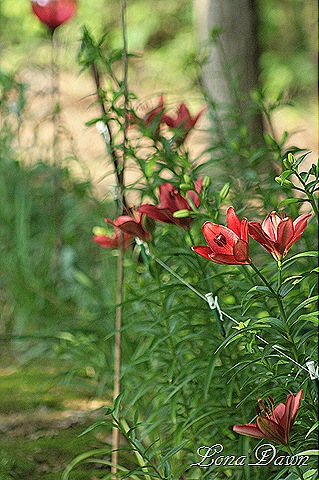 [WoodlandLilies_June7%255B7%255D.jpg]