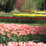 Tulip Top_ 032.jpg