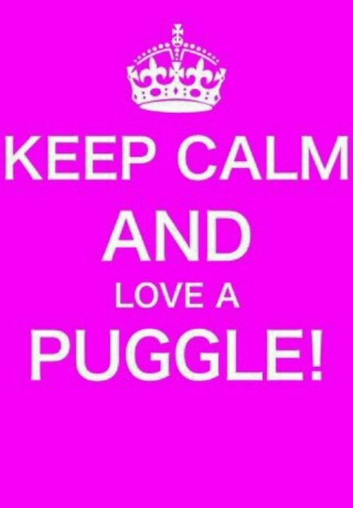 [pugggle%255B2%255D.jpg]