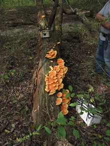 large growth of Laetiporus sulphureus large growth of Laetiporus sulphureus