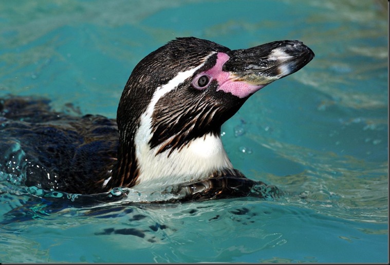 1st - Turner Joe - Penguin Swimming (resized)  2011