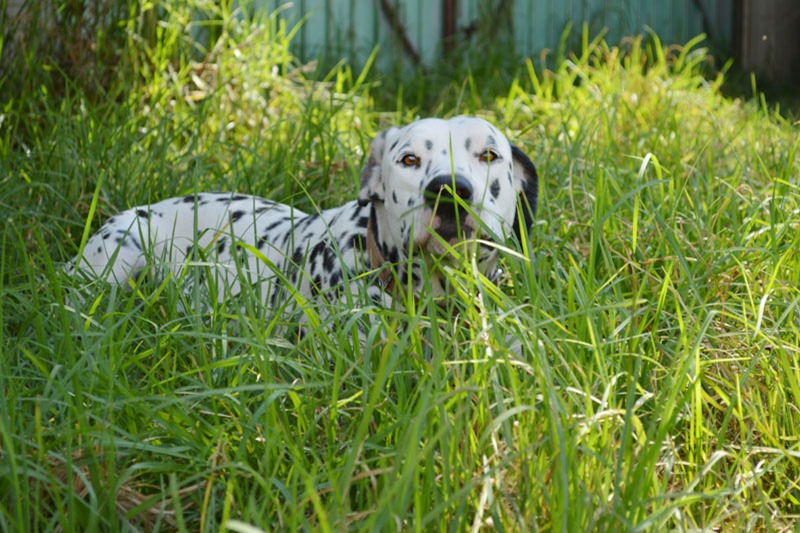 DSC_0080