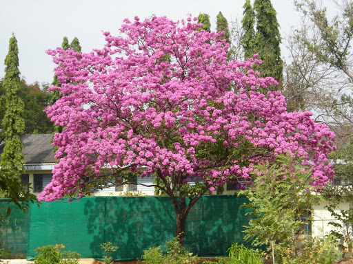 Purple Trumpet Tree