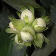 Fruiting Bodies of the World