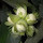 Fruiting Bodies of the World