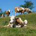 2011.07.10. - M&M na Dovški Babi