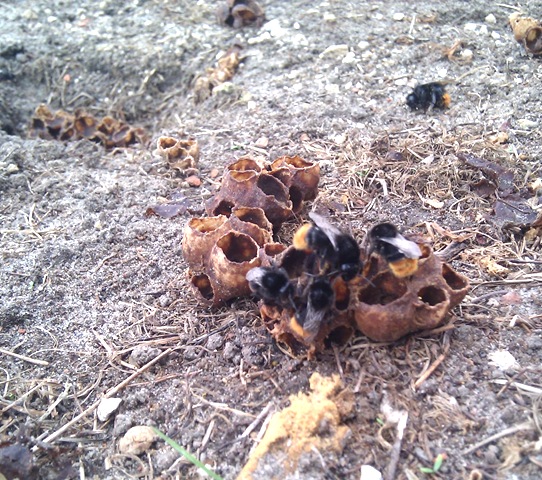 [IMG_20110720_172341%255B8%255D.jpg]