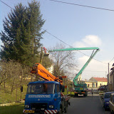 Kácení rizikových stromů