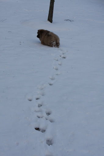 This is pretty cool - I can find my way home by just following my tracks.