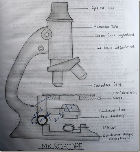 Compound microscope Sketch high resolution histology diagram