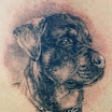 Rottweiler #2