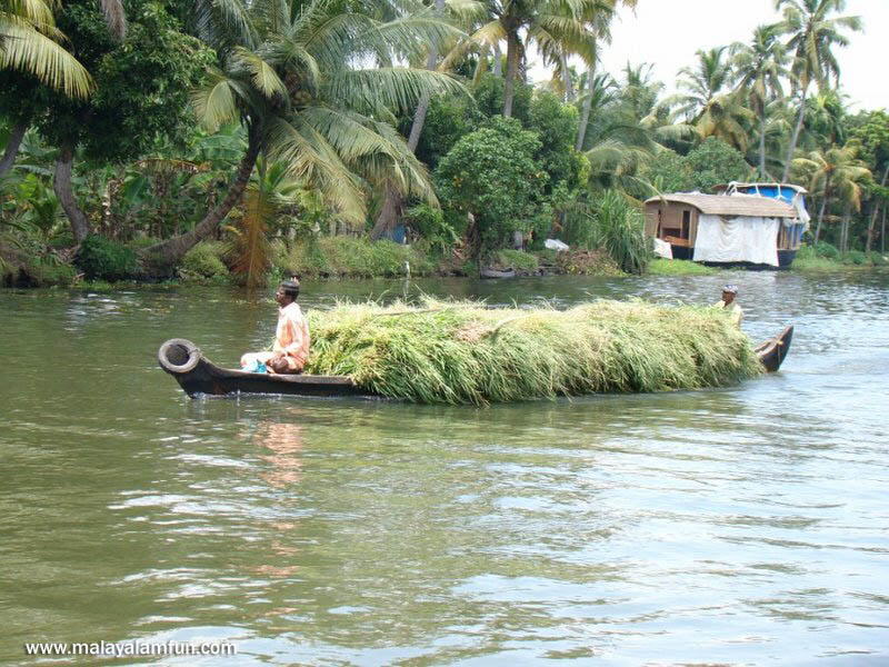 Oru Kuttanadan Yathra: The scenic view of Kerala(South India)