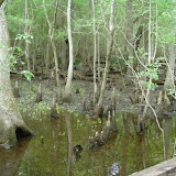4 Holes Swamp 007.jpg