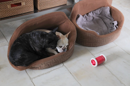 Francesca!  What the heck is that thing?  It's rolling all around making HORRIBLE noises!