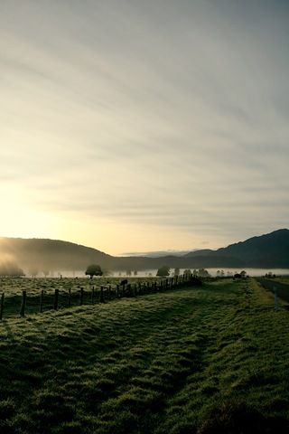 [Tree%2520field%2520mist%2520dawn%255B3%255D.jpg]