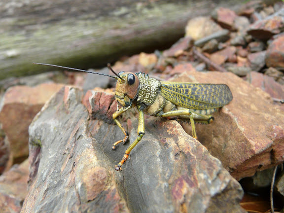Acridoidea : Romaleidae : Tropidacris cristata dux DRURY, 1773. Criquet. Rio Zongo (alt. 600 m). Bolivie, 19 janvier 2008. Photo : J. F. Christensen