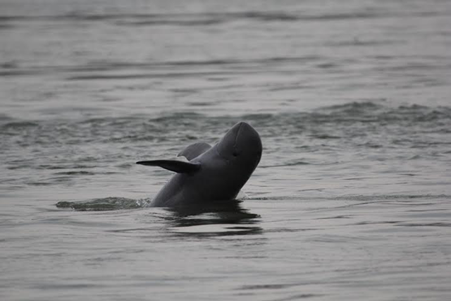 One of the remaining six Irrawaddy river dolphins in the Mekong River in Laos. Photo: WWF