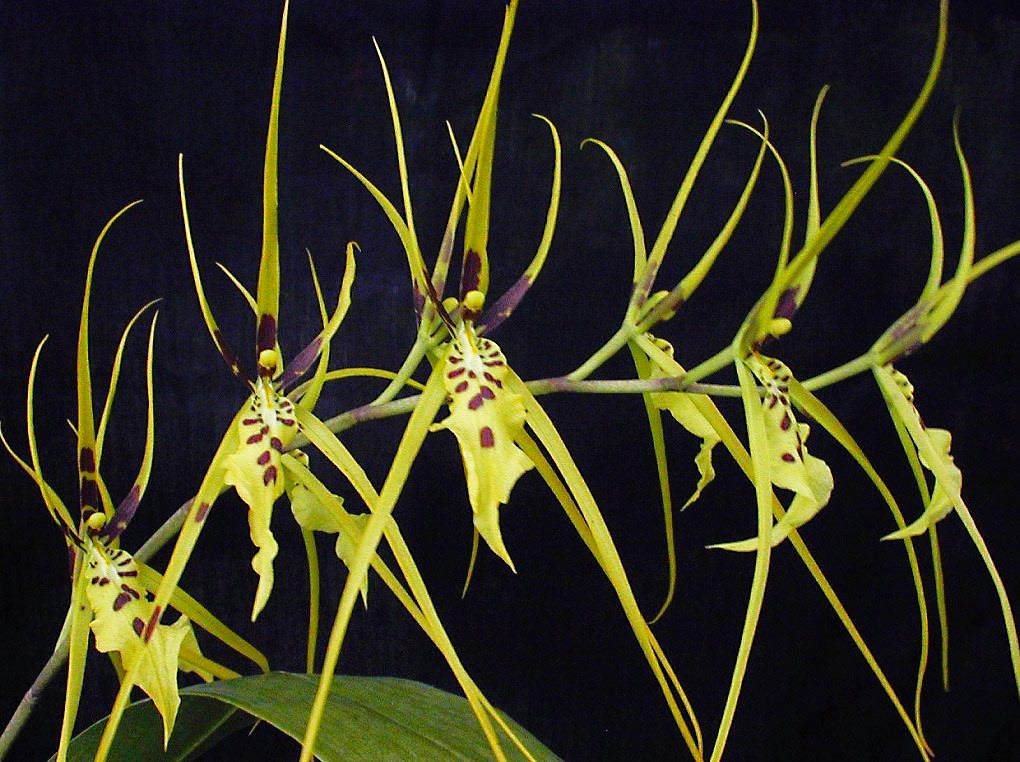 [ORQ-Brassia-arcuigera2.jpg]