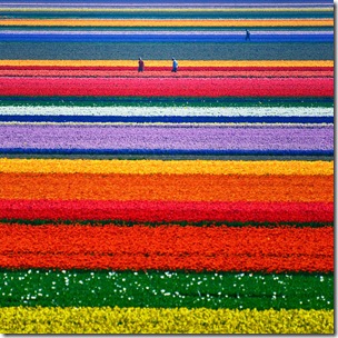 Tulip Fields, Netherlands
