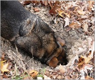 1 animal 09 1 animal 09