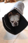 Sharkey's Hurt Foot